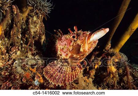 Stock Image - Black scorpionfish (Scorpaena porcus) devouring Goldsinny Wrasse (Ctenolabrus rupestris), Eastern Atlantic, Galicia, Spain. Fotosearch