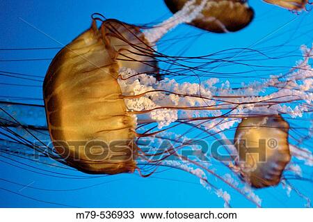 Black Sea Nettle (Chrysaora achlyos), Monterey Bay Aquarium, Monterey, California View Large Photo Image Stock Image - Black Sea Nettle (Chrysaora achlyos), Monterey Bay Aquarium, Monterey, California. Fotosearch
