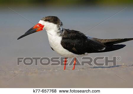 Black Skimmer (Rynchops niger). Florida, USA. View Large Photo Image Stock Photo - Black Skimmer (Rynchops niger). Florida, USA.. Fotosearch