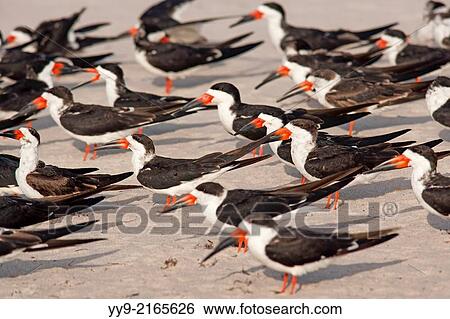Stock Photograph - Black Skimmers - Pompano Beach, Florida USA.. Fotosearch