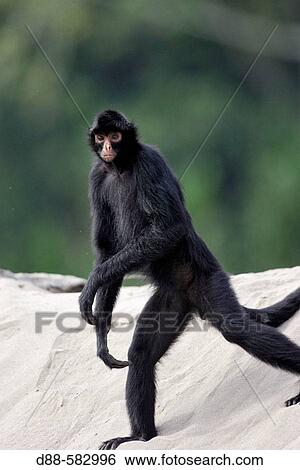 Black Spider Monkey (Ateles paniscus) on the Madre de Dios river. Peru. View Large Photo Image Stock Photograph - Black Spider Monkey (Ateles paniscus) on the Madre de Dios river. Peru.. Fotosearch