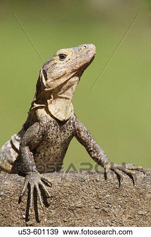 Stock Photo - Black Spiny_tailed Iguana, Ctenosaura similis. Fotosearch