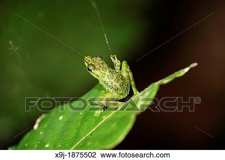 Stock Image - Black-spotted rock frog Staurois natator, gading national park, sarawak, malaysia, borneo. Fotosearch