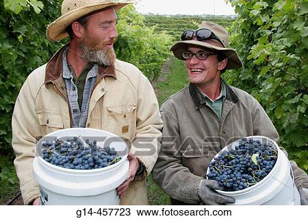Black Star Farms, vineyard workers harvesting grapes. Traverse City, Leelanau Peninsula. Michigan. USA. View Large Photo Image Stock Image - Black Star Farms, vineyard workers harvesting grapes. Traverse City, Leelanau Peninsula. Michigan. USA.. Fotosearch