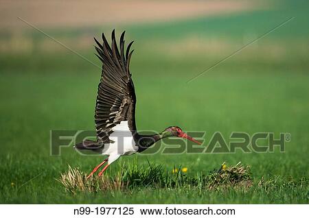 Black stork (Ciconia nigra), flying over meadow, Bavaria Germany. View Large Photo Image Stock Photography - Black stork (Ciconia nigra), flying over meadow, Bavaria Germany.. Fotosearch