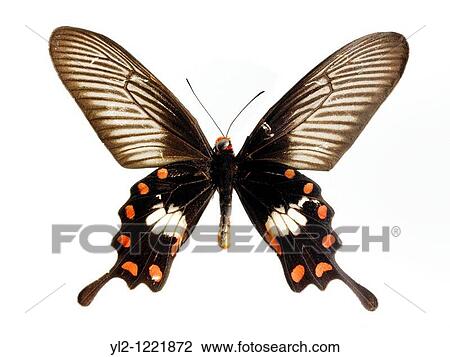 Stock Image - Black swallowtail Butterfly. Fotosearch