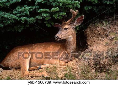 BLACK-TAILED DEER Odocoileus hemionus columbianus male with antlers in velvet, Olympic National Park, Washington, USA View Large Photo Image Stock Photo - BLACK-TAILED DEER Odocoileus hemionus columbianus male with antlers in velvet, Olympic National Park, Washington, USA. Fotosearch