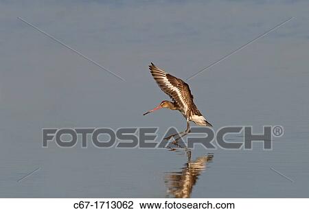 Black-tailed Godwit Limosa limosa in flight View Large Photo Image Stock Image - Black-tailed Godwit Limosa limosa in flight. Fotosearch