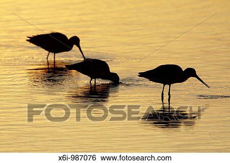 Black-tailed Godwit Limosa limosa, three feeding in lake at sunset, Texel, Holland View Large Photo Image Stock Photograph - Black-tailed Godwit Limosa limosa, three feeding in lake at sunset, Texel, Holland. Fotosearch