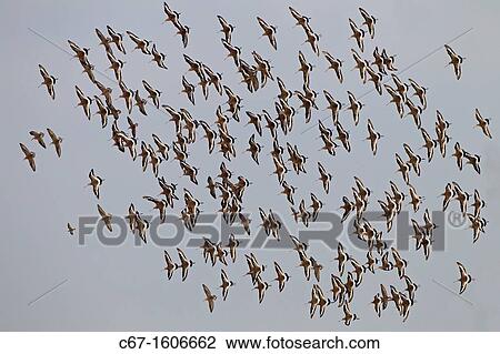 Black-tailed Godwits Limosa limosa in flight over marshes View Large Photo Image Stock Image - Black-tailed Godwits Limosa limosa in flight over marshes. Fotosearch