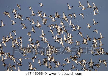 Black-tailed Godwits Limosa limosa in flight over marshes View Large Photo Image Stock Photo - Black-tailed Godwits Limosa limosa in flight over marshes. Fotosearch