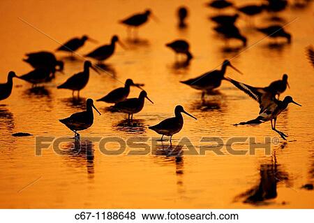 Black-tailed Godwits Limosa limosa View Large Photo Image Stock Photo - Black-tailed Godwits Limosa limosa. Fotosearch