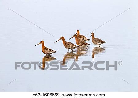 Black-tailed Godwits Limosa limosa flock feeding View Large Photo Image Stock Photo - Black-tailed Godwits Limosa limosa flock feeding. Fotosearch