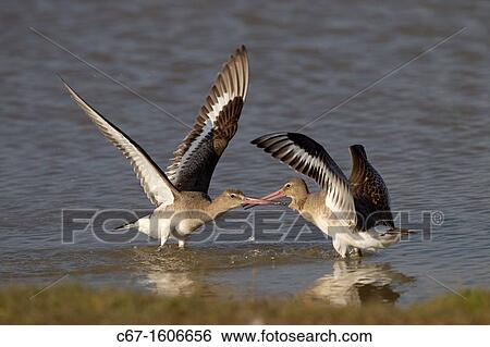 Black-tailed Godwits Limosa limosa fighting Autumn View Large Photo Image Stock Photograph - Black-tailed Godwits Limosa limosa fighting Autumn. Fotosearch