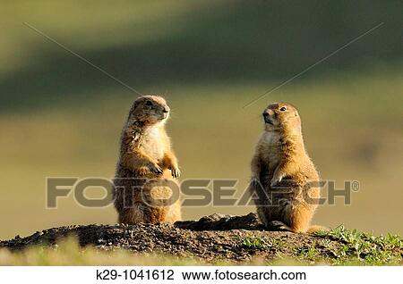 Black tailed prairie dog Cynomys ludovicianus Alert at burrow View Large Photo Image Stock Image - Black tailed prairie dog Cynomys ludovicianus Alert at burrow. Fotosearch