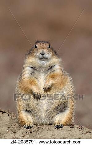 Black-tailed Prairie Dog (Cynomys ludovicianus), Theodore Roosevelt National Park, North Dakota. View Large Photo Image Stock Image - Black-tailed Prairie Dog (Cynomys ludovicianus), Theodore Roosevelt National Park, North Dakota.. Fotosearch
