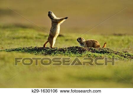 Stock Photograph - Black tailed prairie dog Cynomys ludovicianus. Fotosearch