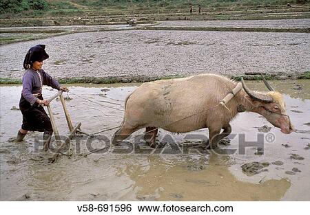 Stock Photograph - Black thai woman ploughing a paddy field, tuan giao region, Vietnam. Fotosearch