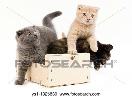 Black Tortoise Shell British Shorthair With Blue And Cream