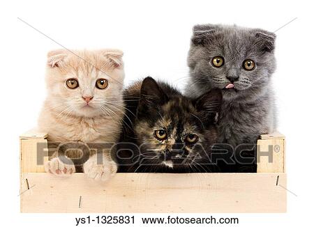 Black Tortoise Shell British Shorthair With Blue And Cream