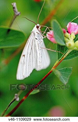 Stock Photo - Black-veined moth, Siona lineata hangs upside-down under a pink flower From back Wings are fully open and expose underwing markings. Fotosearch
