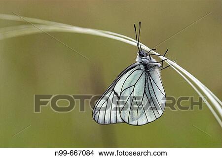Picture - Black-veined white (Aporia crataegi), hanging on feather grass, dry meadow, National Park of Ecrins, French Alps, Haute Dauphin?, France. Fotosearch
