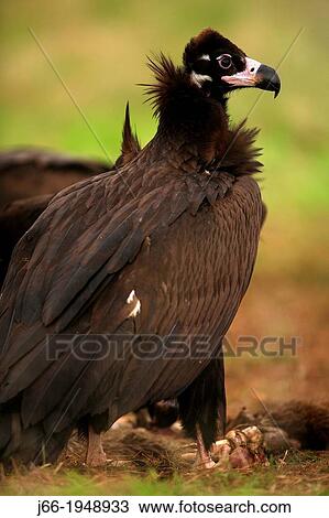 Stock Image - Black vulture Aegypius monachus in the National Park Cabaeros. Ciudad Real.. Fotosearch