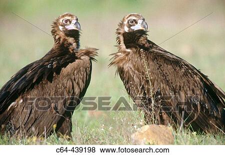 Black vulture (Aegypius monachus) pair courting. Cabaeros National Park. Ciudad Real. Spain View Large Photo Image Stock Photo - Black vulture (Aegypius monachus) pair courting. Cabaeros National Park. Ciudad Real. Spain. Fotosearch