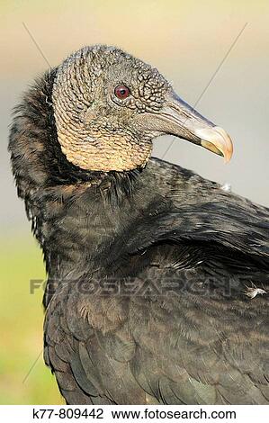 Black Vulture (Coragyps atratus). Everglades N. P., Florida, USA. View Large Photo Image Stock Image - Black Vulture (Coragyps atratus). Everglades N. P., Florida, USA.. Fotosearch