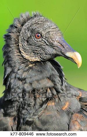 Black Vulture (Coragyps atratus), Juvenile. Everglades N. P., Florida, USA. View Large Photo Image Stock Photograph - Black Vulture (Coragyps atratus), Juvenile. Everglades N. P., Florida, USA.. Fotosearch