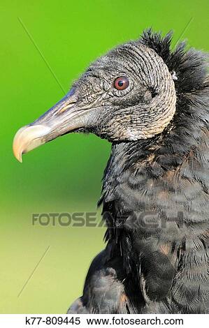 Black Vulture (Coragyps atratus). Everglades N. P., Florida, USA. View Large Photo Image Stock Photography - Black Vulture (Coragyps atratus). Everglades N. P., Florida, USA.. Fotosearch