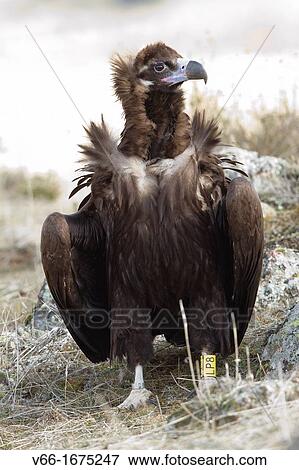 Black vulture View Large Photo Image Stock Photo - Black vulture. Fotosearch