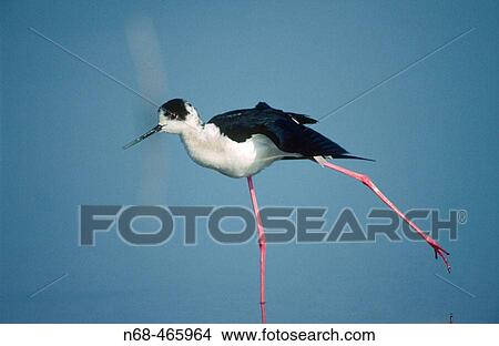 Black-winged Stilt (Himantopus himantopus) View Large Photo Image Picture - Black-winged Stilt (Himantopus himantopus). Fotosearch