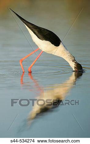 Black-winged Stilt (Himantopus himantopus) View Large Photo Image Picture - Black-winged Stilt (Himantopus himantopus). Fotosearch