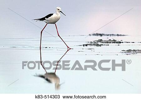 Black-winged Stilt (Himantopus himantopus). Spain View Large Photo Image Stock Image - Black-winged Stilt (Himantopus himantopus). Spain. Fotosearch