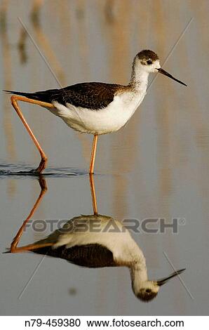 Black-winged Stilt (Himantopus himantopus). Embalse del Jabal? n, Ciudad Real, Spain View Large Photo Image Stock Image - Black-winged Stilt (Himantopus himantopus). Embalse del Jabal? n, Ciudad Real, Spain. Fotosearch
