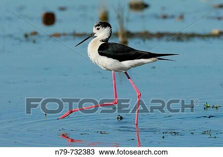 Black-winged Stilt (Himantopus himantopus) in Jabalon reservoir. Ciudad Real province, Castilla-La Mancha, Spain View Large Photo Image Stock Image - Black-winged Stilt (Himantopus himantopus) in Jabalon reservoir. Ciudad Real province, Castilla-La Mancha, Spain. Fotosearch