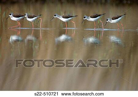 Black-winged Stilt (Himantopus himantopus) feeding on water. Marjal del Moro, Sagunto, Castell? n, Comunidad Valenciana, Spain View Large Photo Image Stock Image - Black-winged Stilt (Himantopus himantopus) feeding on water. Marjal del Moro, Sagunto, Castell? n, Comunidad Valenciana, Spain. Fotosearch