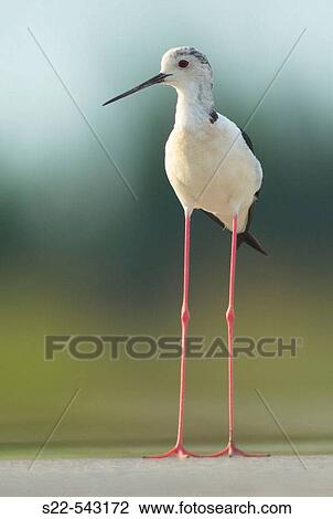 Black-winged Stilt (Himantopus himantopus) adult. Comunidad Valenciana, Spain. View Large Photo Image Stock Image - Black-winged Stilt (Himantopus himantopus) adult. Comunidad Valenciana, Spain.. Fotosearch