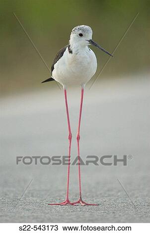 Black-winged Stilt (Himantopus himantopus) adult, perched on the road. Comunidad Valenciana, Spain. View Large Photo Image Stock Image - Black-winged Stilt (Himantopus himantopus) adult, perched on the road. Comunidad Valenciana, Spain.. Fotosearch