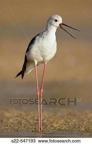 Stock Image - Black-winged Stilt, Himantopus himantopus, Marjal del Moro, Valencia, Comunidad Valenciana. Spain.. Fotosearch