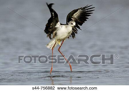Stock Image - Black-winged Stilt (Himantopus himantopus), Doana National Park. Andalucia, Spain. Fotosearch