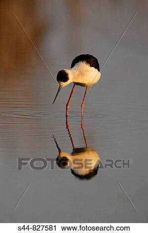 Stock Image - Black-winged Stilt (Himantopus himantopus), Doana National Park. Andalucia, Spain. Fotosearch