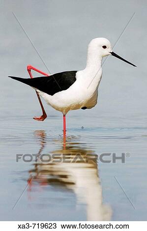 Black-winged Stilt (Himantopus himantopus). Almeria province, Andalucia, Spain View Large Photo Image Stock Image - Black-winged Stilt (Himantopus himantopus). Almeria province, Andalucia, Spain. Fotosearch