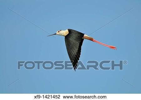 Black-winged Stilt Himantopus himantopus Badajoz Extremadura Spain View Large Photo Image Stock Image - Black-winged Stilt Himantopus himantopus Badajoz Extremadura Spain. Fotosearch