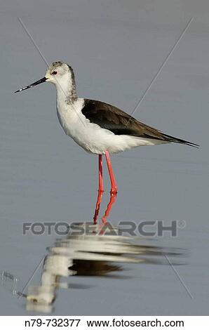 Black-winged Stilt (Himantopus himantopus) in Jabalon reservoir. Ciudad Real province, Castilla-La Mancha, Spain View Large Photo Image Stock Photo - Black-winged Stilt (Himantopus himantopus) in Jabalon reservoir. Ciudad Real province, Castilla-La Mancha, Spain. Fotosearch