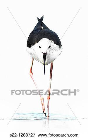Black-winged Stilt (Himantopus himantopus) View Large Photo Image Stock Photo - Black-winged Stilt (Himantopus himantopus). Fotosearch