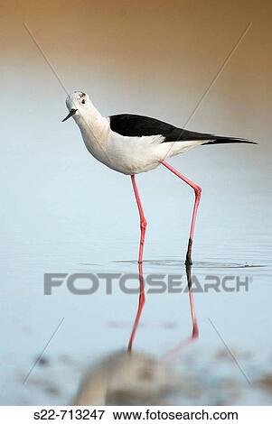 Black Winged Stilt (Himantopus himantopus) View Large Photo Image Stock Photo - Black Winged Stilt (Himantopus himantopus). Fotosearch