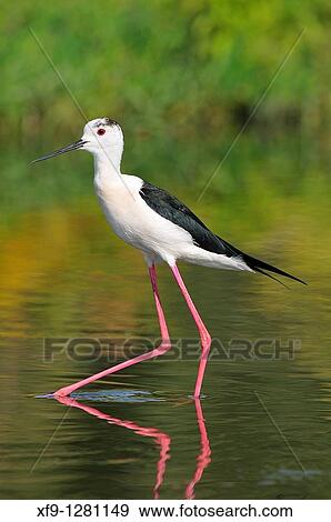 Black-winged Stilt. Himantopus himantopus. Guadiana river. Badajoz. Extremadura. Spain View Large Photo Image Stock Photo - Black-winged Stilt. Himantopus himantopus. Guadiana river. Badajoz. Extremadura. Spain. Fotosearch