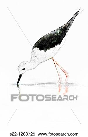 Stock Photography - Black-winged Stilt (Himantopus himantopus). Fotosearch